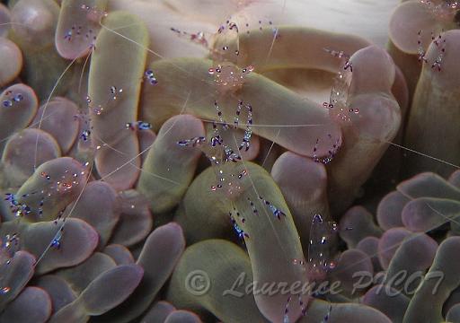 crevette periclimenes toaensis.bmp